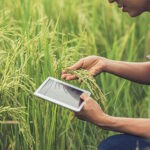 משקל חקלאי תפריט